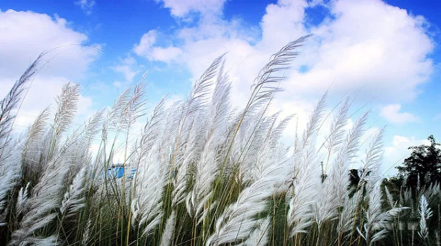 বর্ষার আকাশে শরতের রং