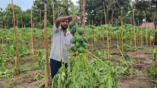 ১০ লাখ টাকা চাঁদা না পেয়ে কেটে দিলো ৮'শ পেঁপে গাছ