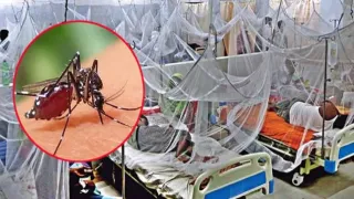 চট্টগ্রামে ডেঙ্গুতে আরও এক নারীর মৃত্যু, মৃত বেড়ে ৩